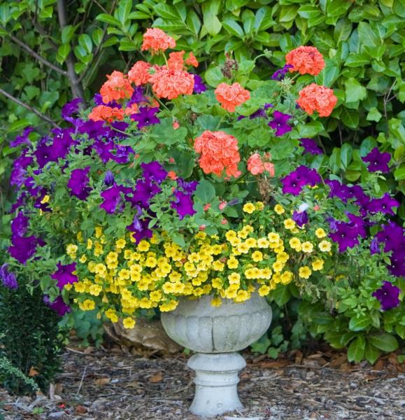 Image for event: Container Gardening 