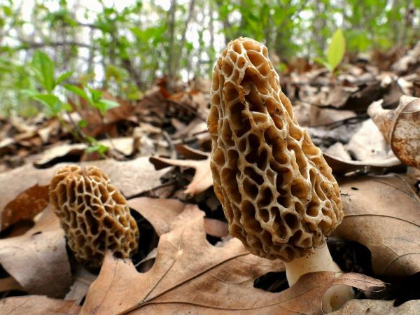 Image for event: Mushroom Hunting in Southeast Ohio