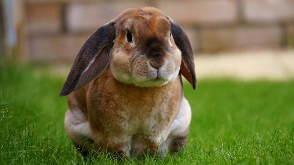 Image for event: Blue Ribbon Bunnies with 4-H